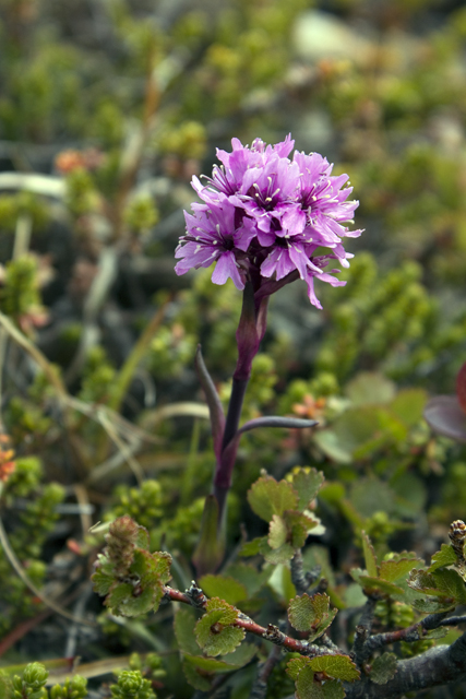 2011-06-29_10-34-43 island.jpg - Kugelorchis(Traunsteinera globosa)